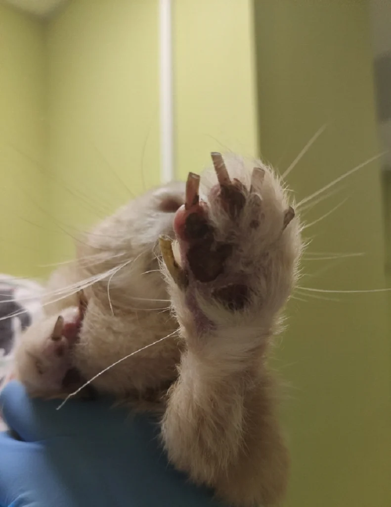 пододерматит