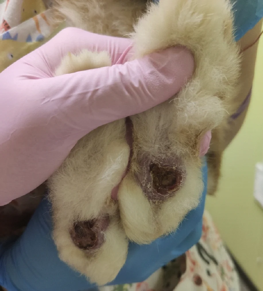 пододерматит