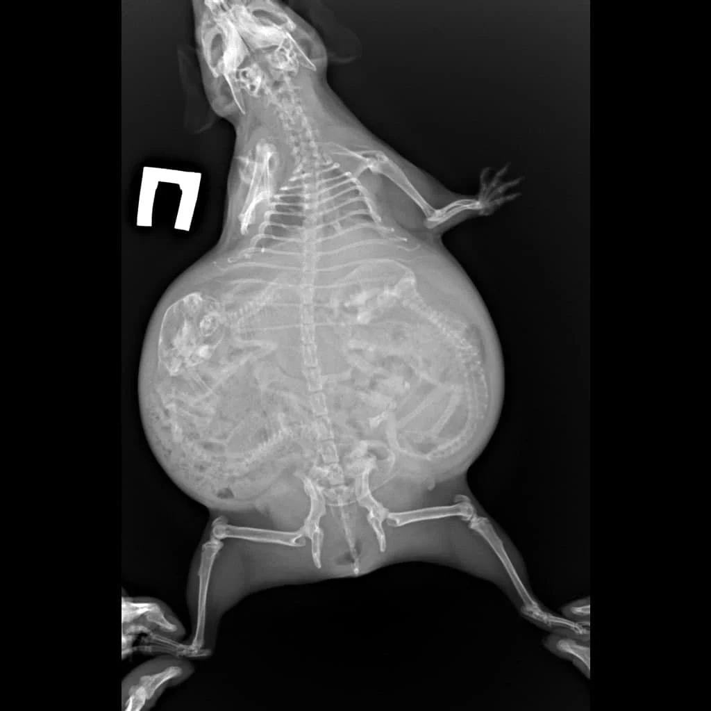 рентген дистоции морской свинки