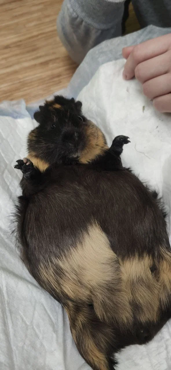 морская свинка с дистоцией