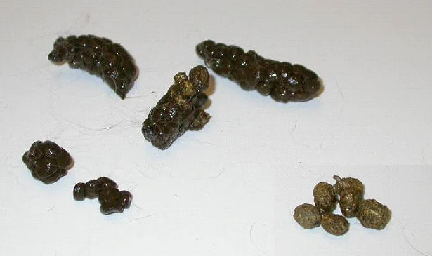 Цекотрофная диарея у кроликов