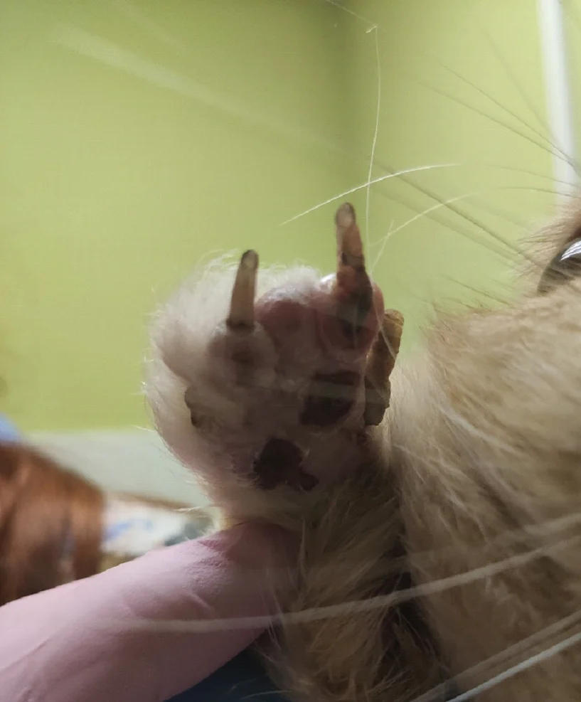 пододерматит