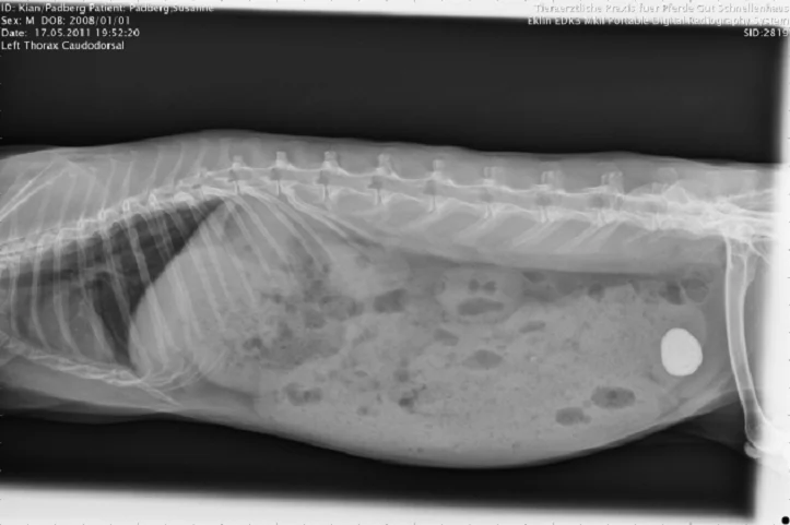 рентген мочекаменной болезни (МКБ) кроликов